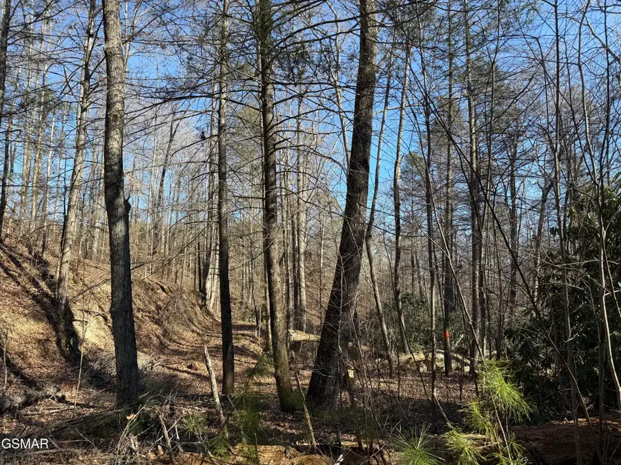 805 Bogard Creek Road, Cosby, TN 37722 - Image #3