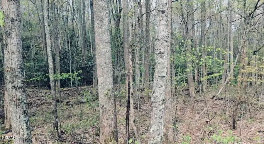 4046 Forest Trails Drive, Sevierville, TN 37876 - #2