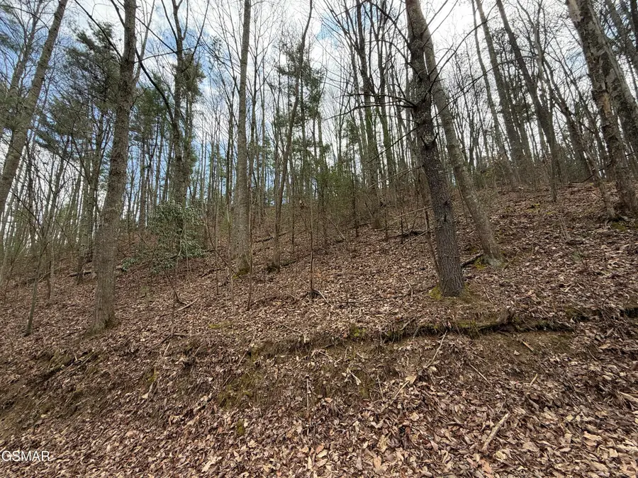 4.01 Reece Hollow Road, Del Rio, TN 37727 - #3