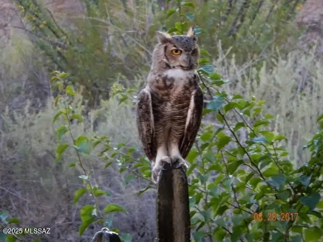 38996 S Moonwood, Saddlebrooke, AZ 85739 - Image #2