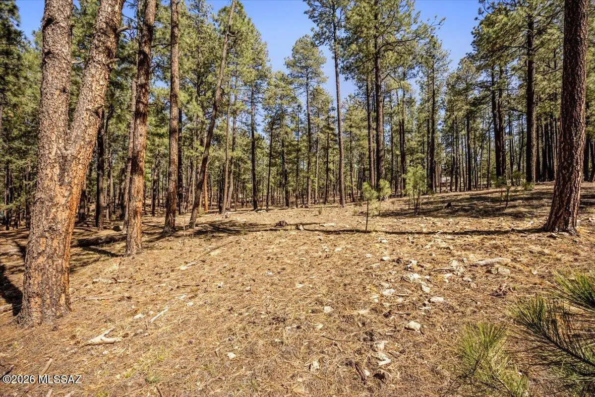 TBD County Road 2325, Alpine, AZ 85920 - #1