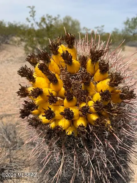 XXX E Vista Grande, Marana, AZ 85658 - #3