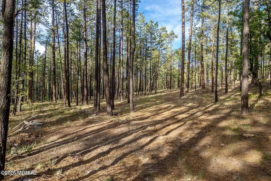 15 County Road 2083, Alpine, AZ 85920 - #3