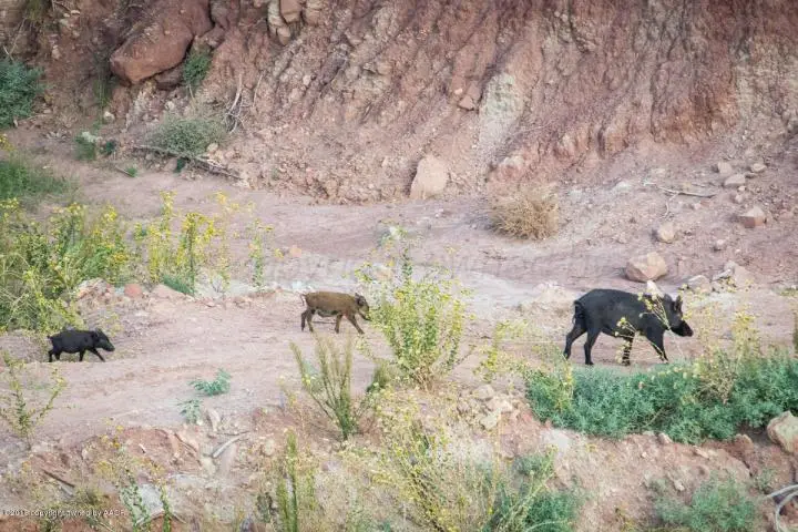 11880 Wild Horse Trail, Amarillo, TX 79118 - #3