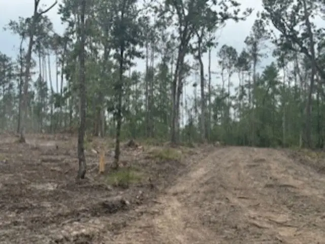 3870 tract 1 W CR 2590, Chester, TX 75936 - Image #1