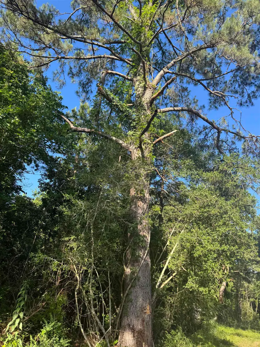 R37357 tract 5 Hwy 69 S, Zavalla, TX 75980 - Image #2