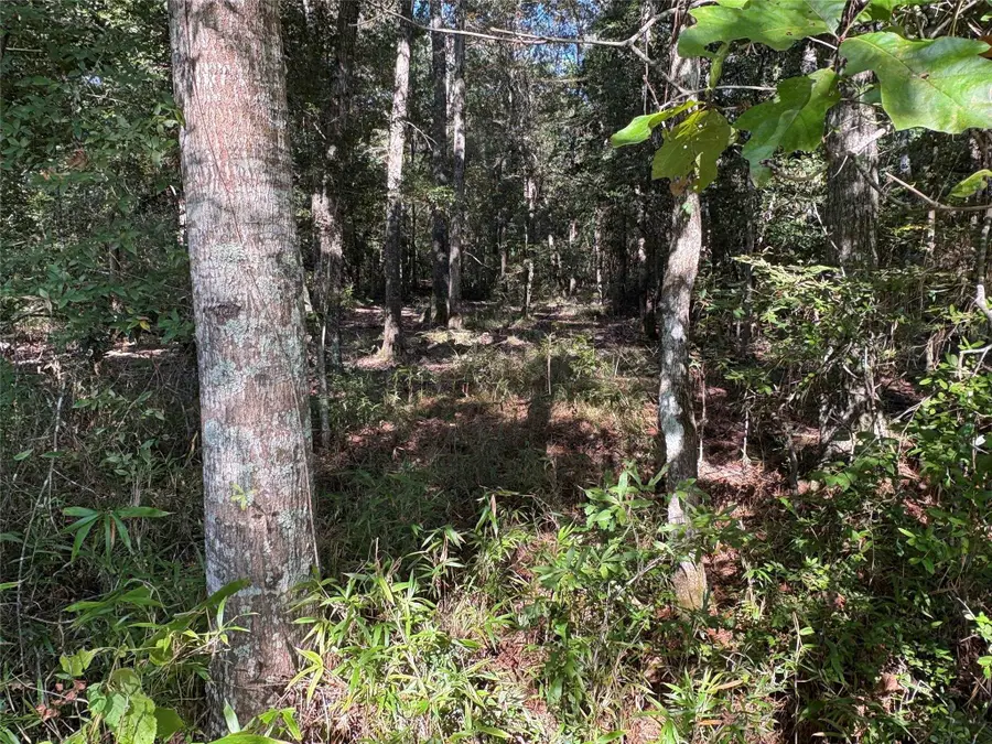 00 FM 787, Thicket, TX 77374 - Image #3