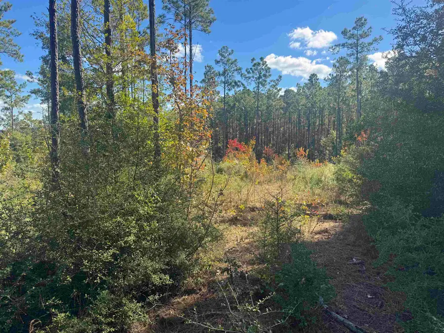 095 Private Road 6028, Brookeland, TX 75931 - #3