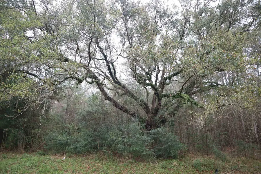 9242 FM 943, Kountze, TX 77625 - #3