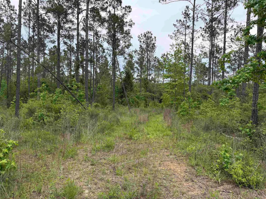 TBD FM 1005, Jasper, TX 75951 - #3