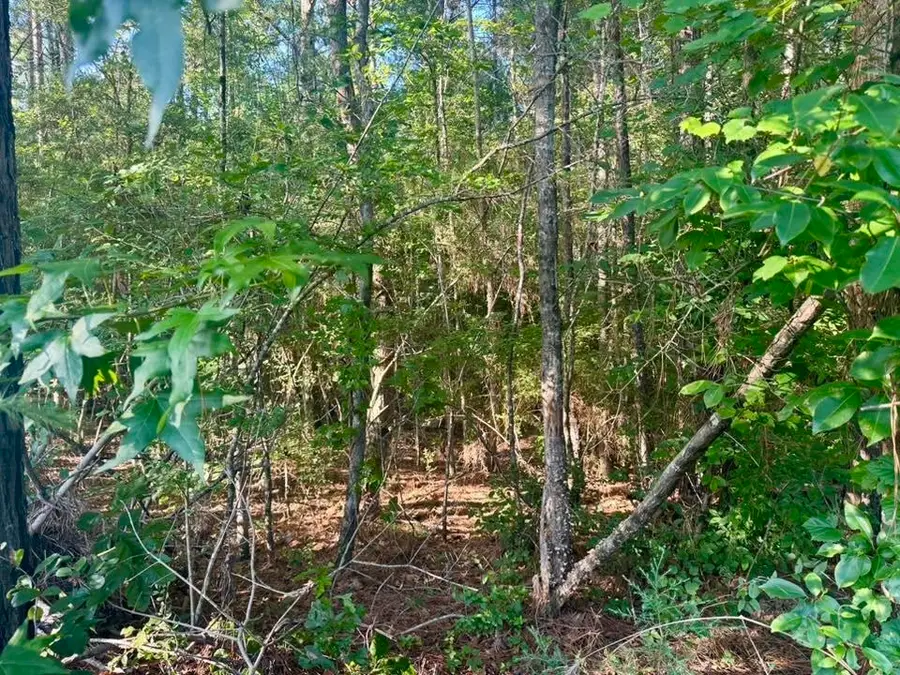 TBD County Road 1039, Burkeville, TX 75932-9999 - #2