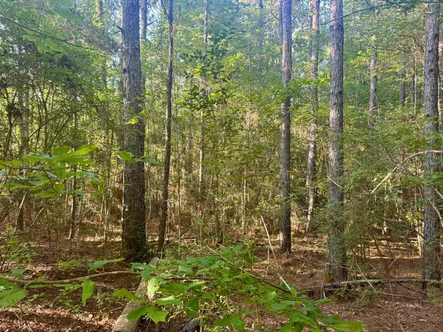 TBD County Road 1039, Burkeville, TX 75932-9999 - #3