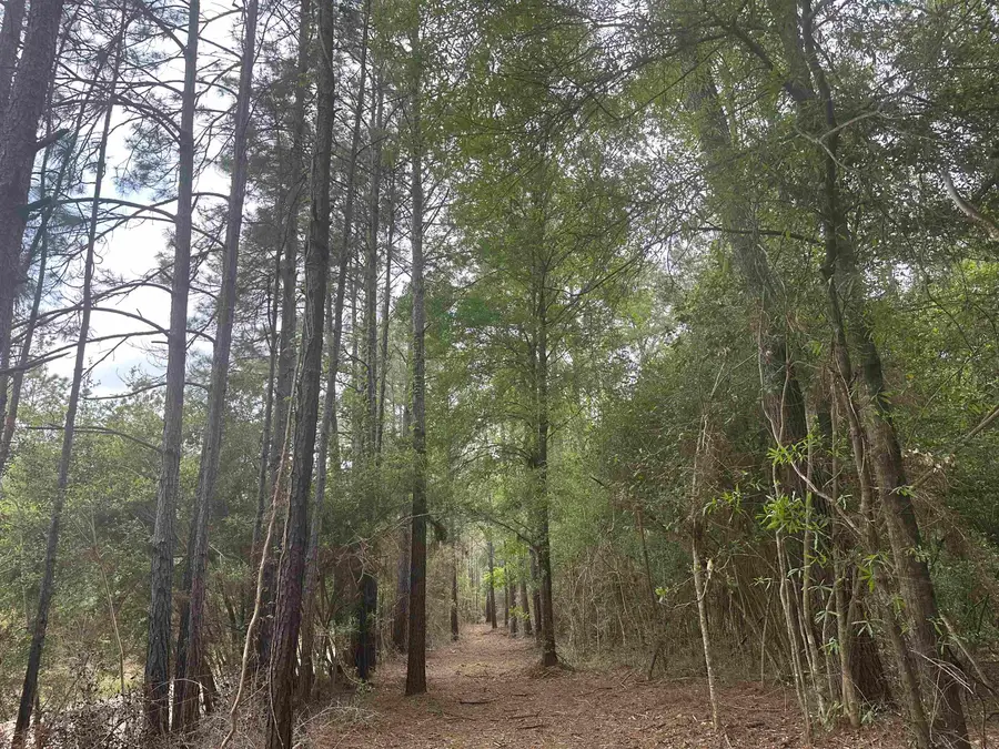 TBD CR 3114, Buna, TX 77612 - #2