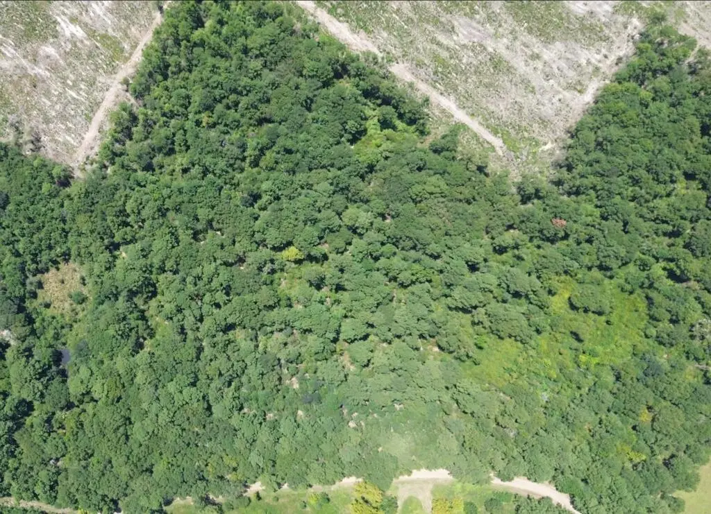 16.53AC County Road 3103, Call, TX 75933 - #1