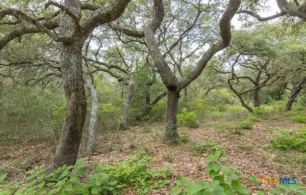 Tract 8 Pr 4601, Edna, TX 77957 - Image #3