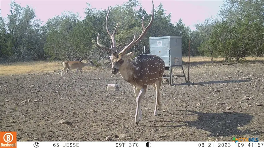 65 Miles Ln, Harper, TX 78631 - Image #2