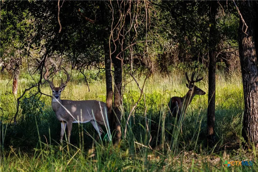 1782 Fm 218, Hamilton, TX 76531 - Image #2