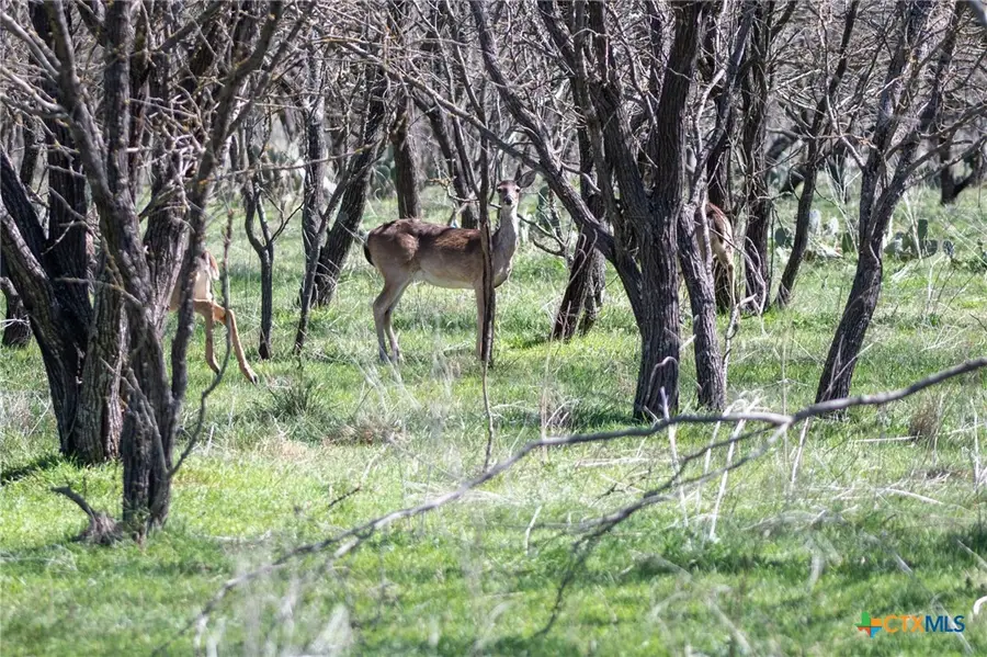 25 Acres Private Road 1789, Bend, TX 77418 - Image #3