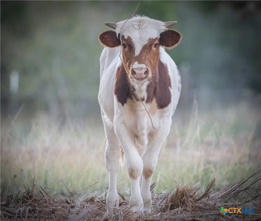 905 & TBD Hugo Rd, San Marcos, TX 78666 - Image #3