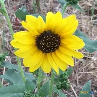 920 Mills Way, Seguin, TX 78155 - #3