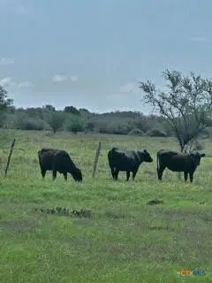 000 County Road 18 61.46 Acres Tract 2 & 3, Hallettsville, TX 77964
