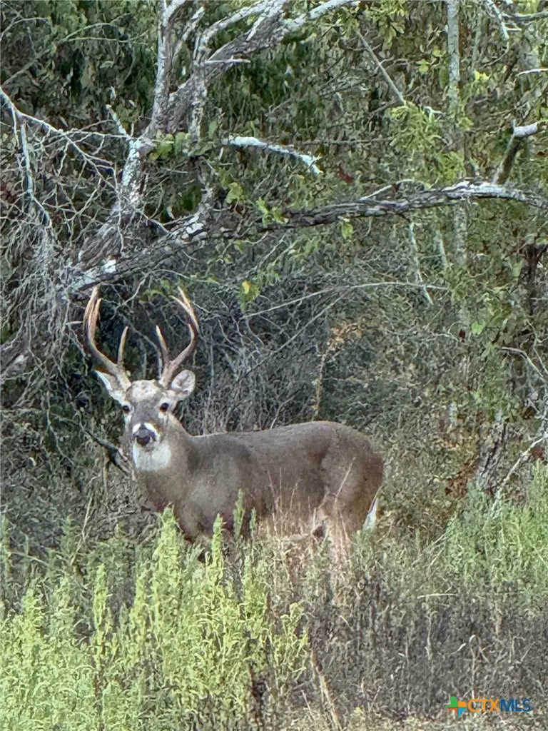 000 County Road 322, Shiner, TX 77984 - #1
