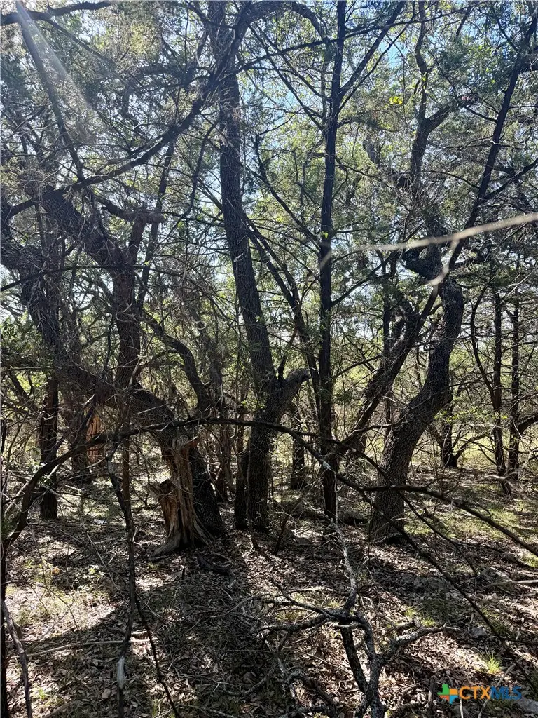 905 Mimosa Court, Fischer, TX 78623 - #3