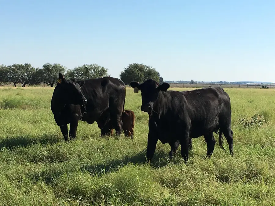 Cr 200, San Saba, TX 76877 - Image #2