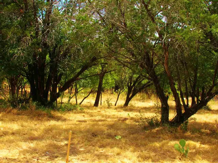 735 Birch (lots Street To Street) Lane, Cottonwood Shores, TX 78657 - Image #2