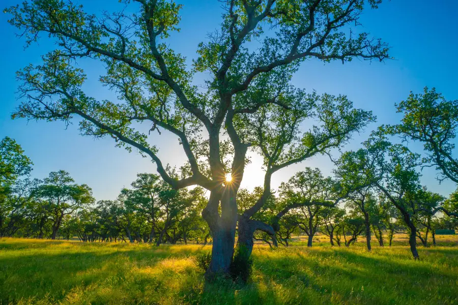 0 Bountiful Oaks, Johnson City, TX 78636 - #2