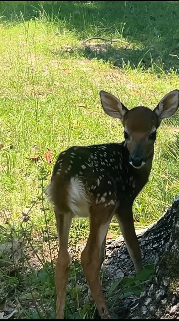 LOT 399 Lakeland Ranch, Hillister, TX 77624