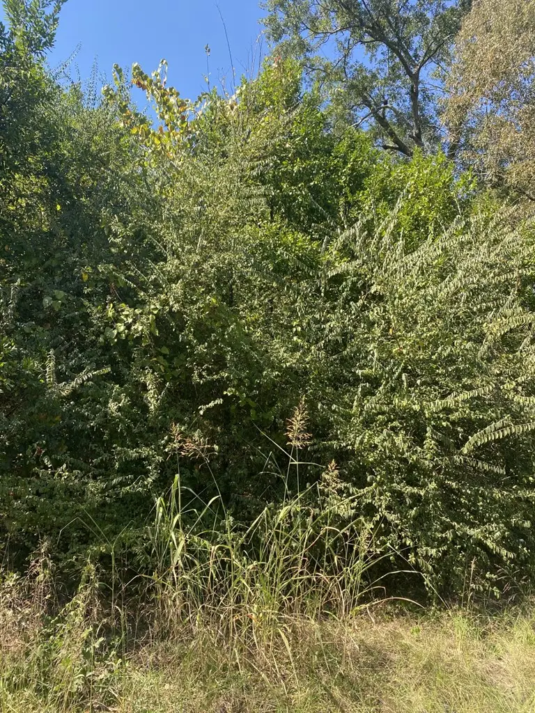 TBD South Fredonia Street, Nacogdoches, TX 75964 - Image #3