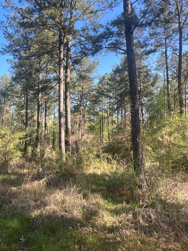 R38096 Hwy 69 South, Huntington, TX 75949 - Image #3