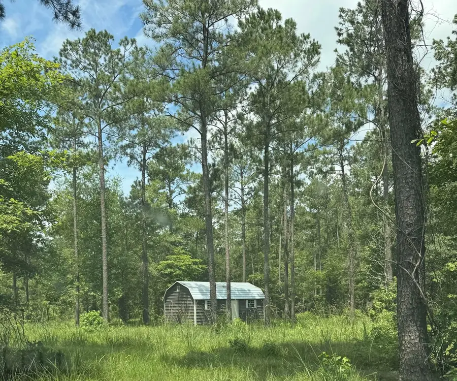 090 County Divide Road, Pineland, TX 75968 - Image #3