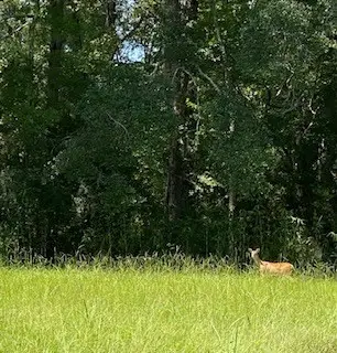 3210 Fm 3065, Colmesneil, TX 75938 - #2