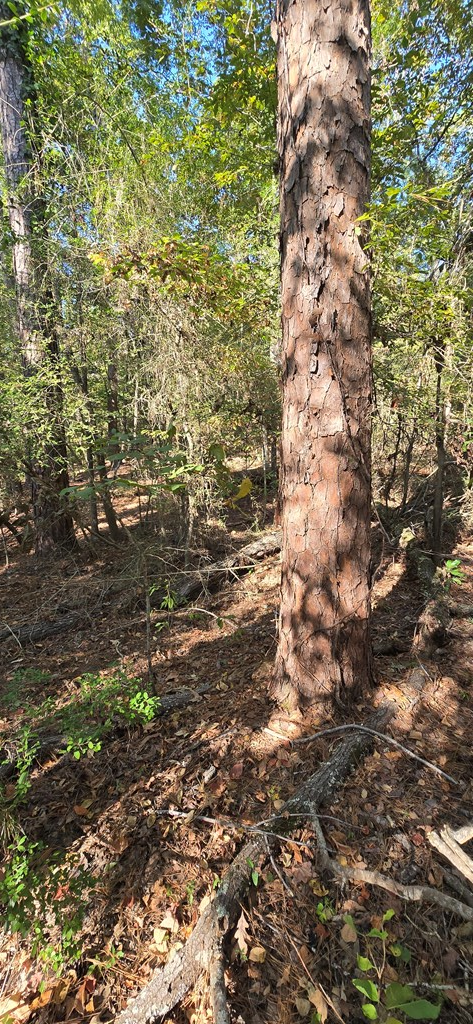 PIDN 13737 Lake Circle Drive, Broaddus, TX 75929 - Image #2