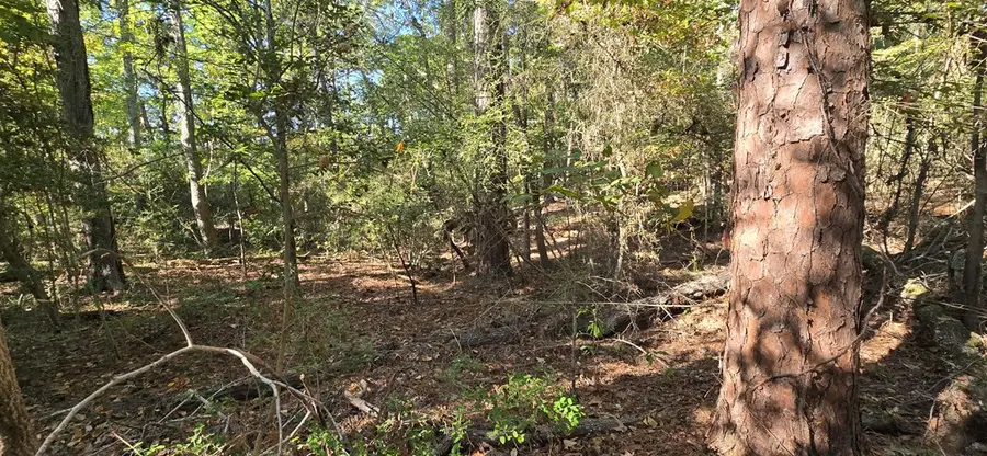 PIDN 13737 Lake Circle Drive, Broaddus, TX 75929 - Image #3