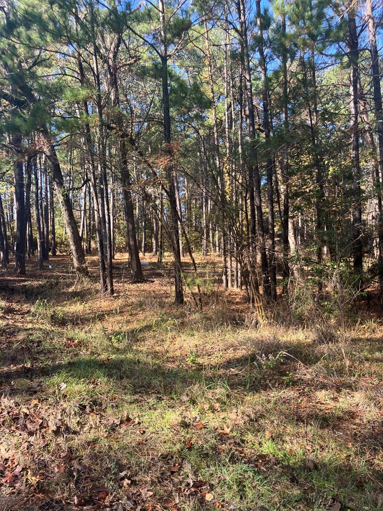 119 Lakeside Drive, Hemphill, TX 75948 - Image #3