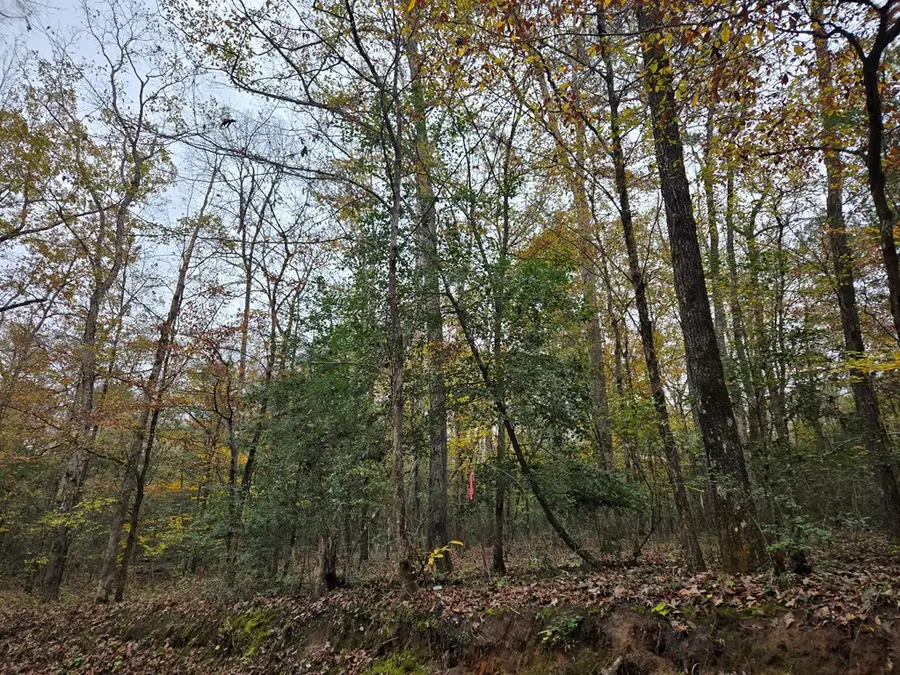 R22961 County Road 2150, Colmesneil, TX 75938 - Image #2