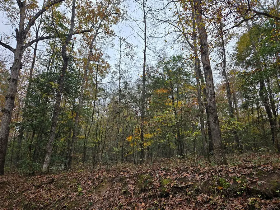 R22961 County Road 2150, Colmesneil, TX 75938 - Image #3