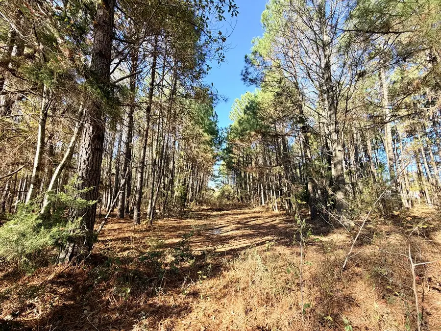 Tract No 1 County Road 3150, De Berry, TX 75639 - Image #2