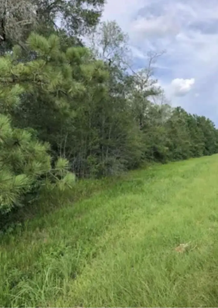 3135 Fm 2246, Buna, TX 77612 - #1