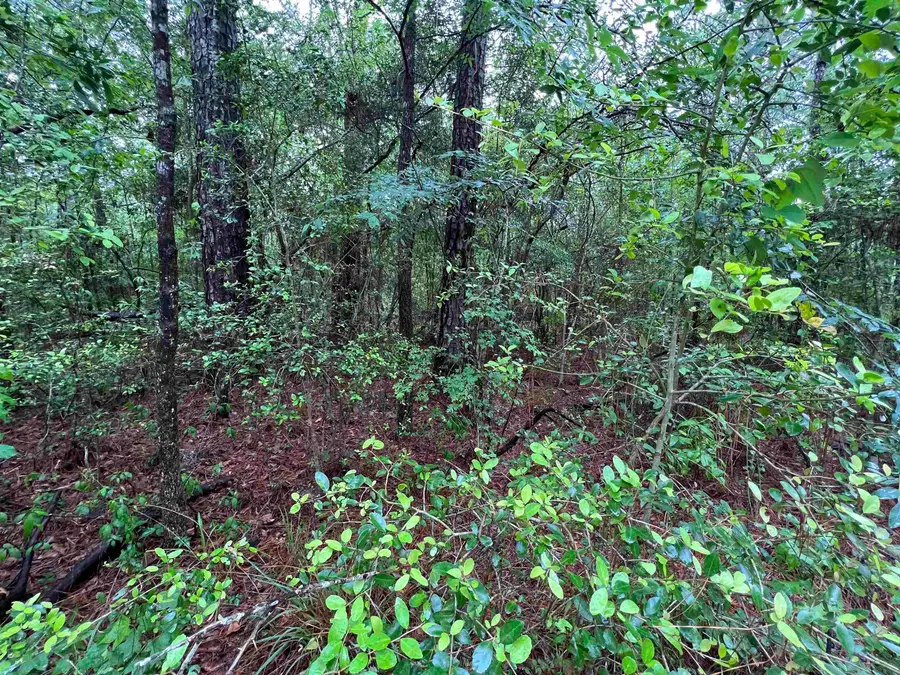 002 Parkside Drive, Brookeland, TX 75931 - Image #3