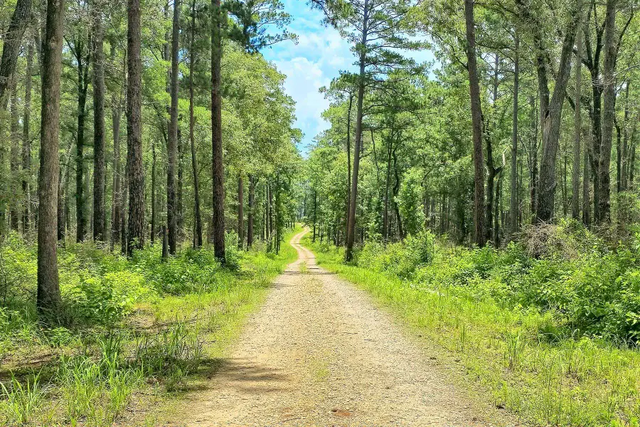 05 Cr 2178, Burkeville, TX 75932 - Image #3