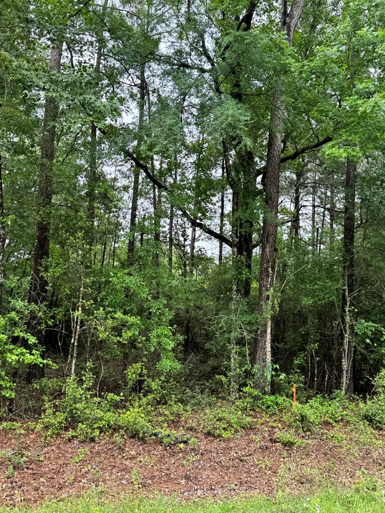 1945 Fm 353, San Augustine, TX 75972 - #3