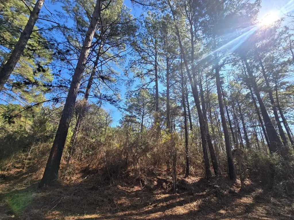 286 County Road 3300, Colmesneil, TX 75938 - #1