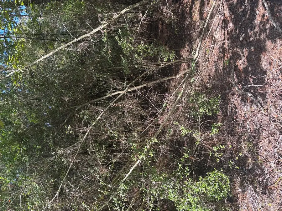 233 Tallowood Drive, Brookeland, TX 75931 - #2