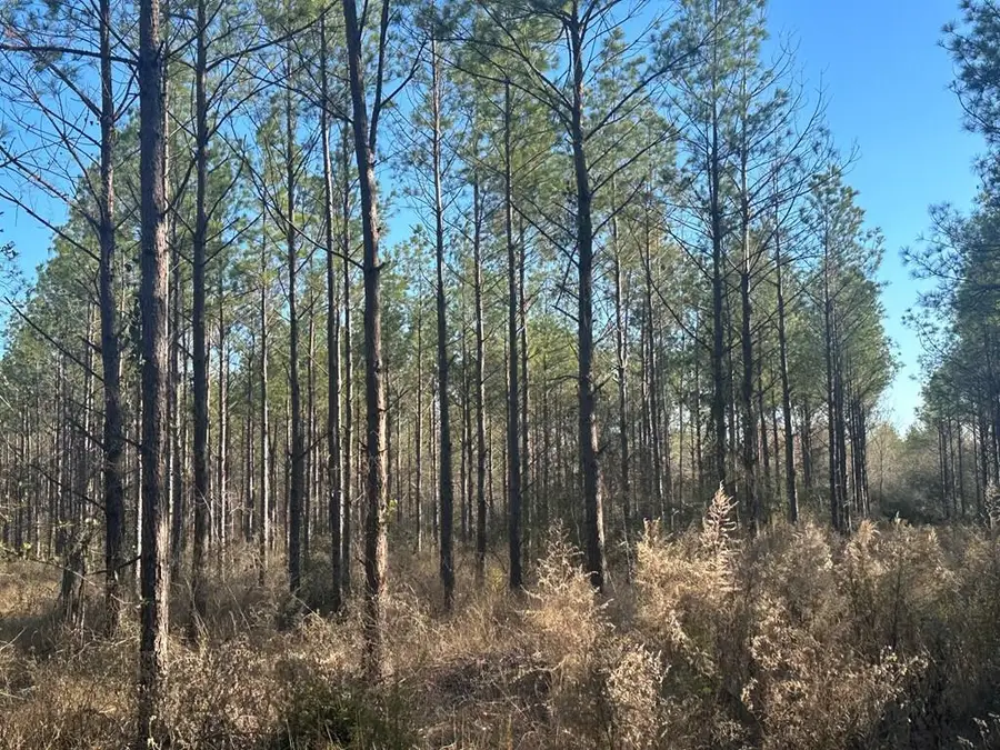 A0425 Fm 358, Groveton, TX 75845 - Image #2