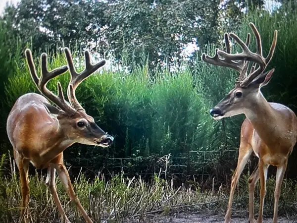 TBD Off Fm 2781, Kennard, TX 75847