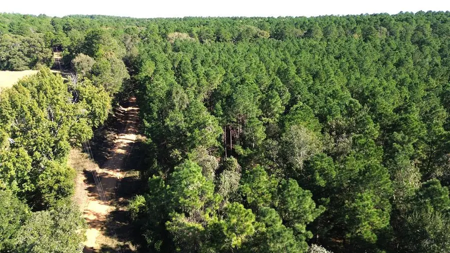 23.31 acres Cr 2265, Grapeland, TX 75844 - #2